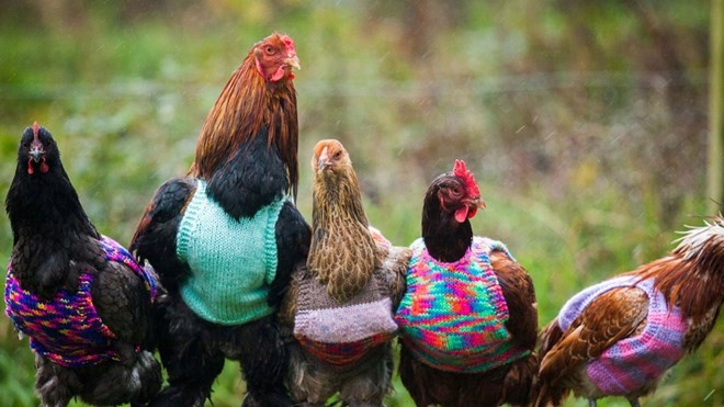 Cách giữ ấm cho gà vào mùa đông đảm bảo sức khỏe cho gà